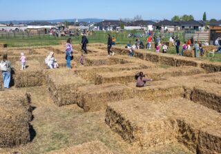 Najväčší slamový labyrint pri Bratislave je otvorený. Nájdete z neho cestu von?