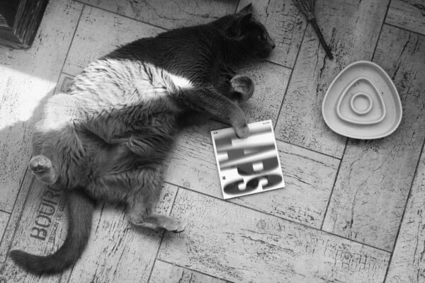 Pod hlavičkou vydavateľstva Bebe Rebe bude uvedený album „LAPS vol.00“ formácie FREE UP TRIO. 